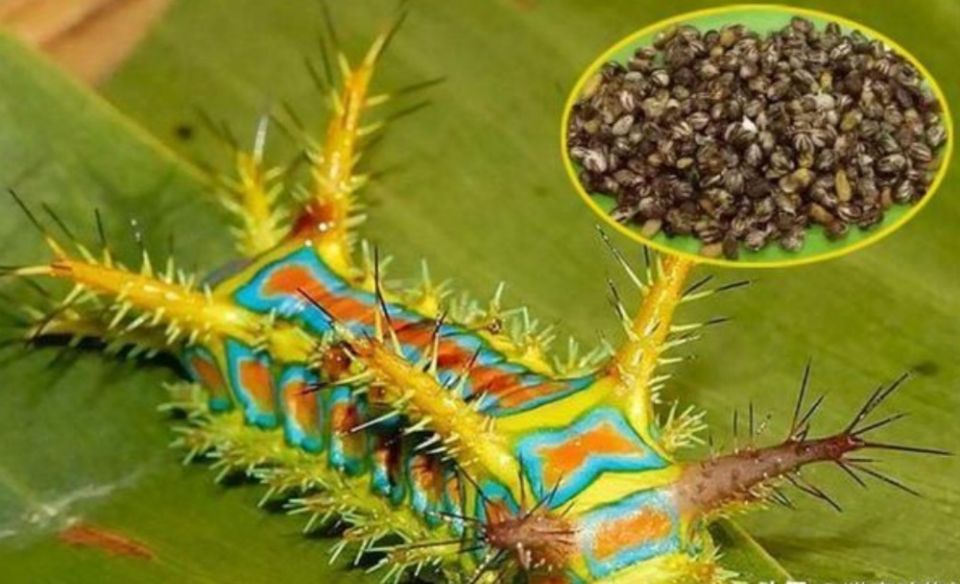 农村有种昆虫蛰人很疼,过去人见人怕,现在受喜欢了