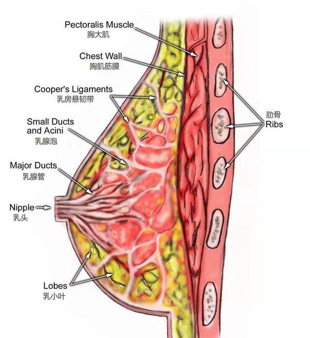女性胸部脂肪怎样减脂,女胸部缩水平胸怎么锻炼