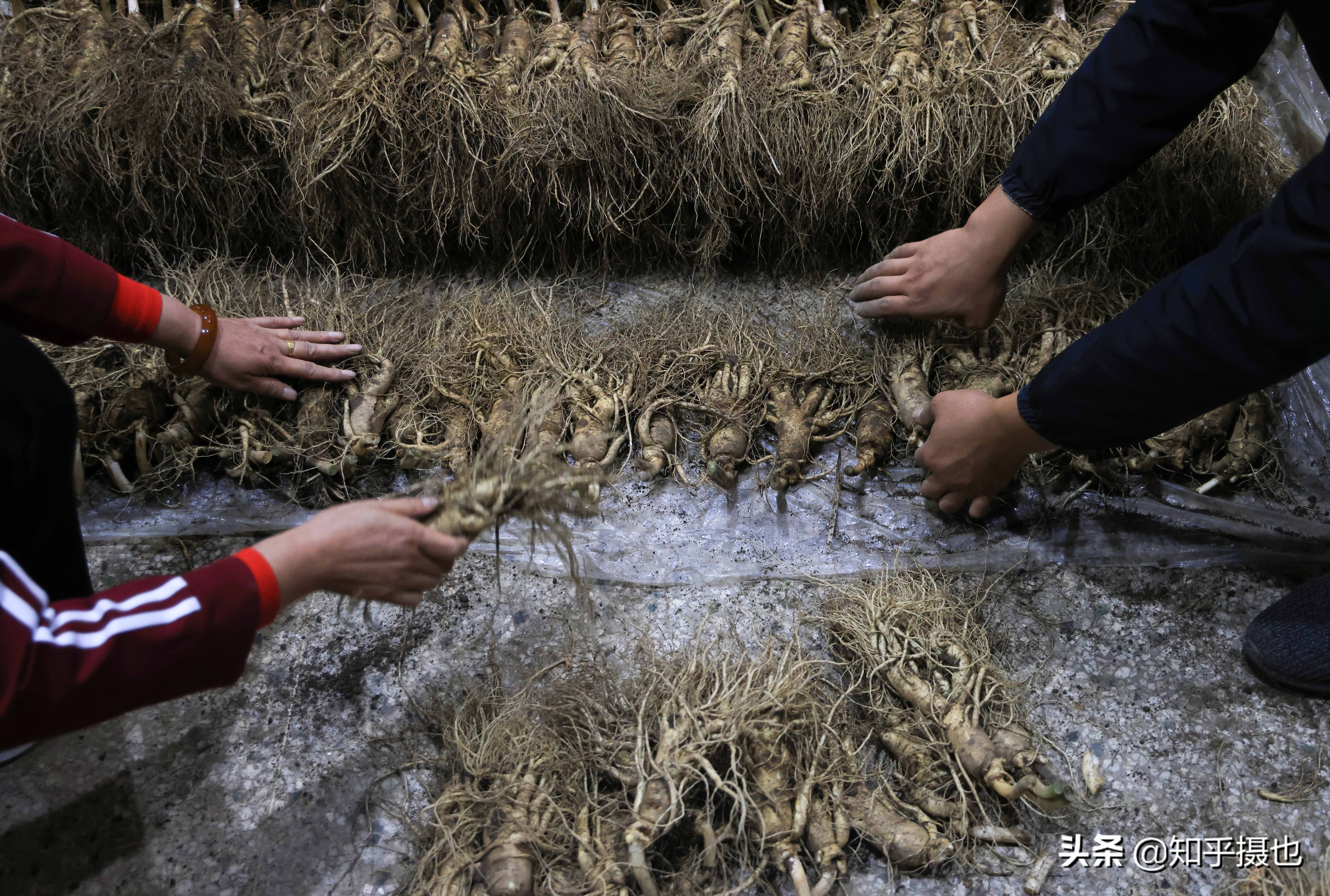 吉林有几个人参交易市场,吉林人参交易市场视频