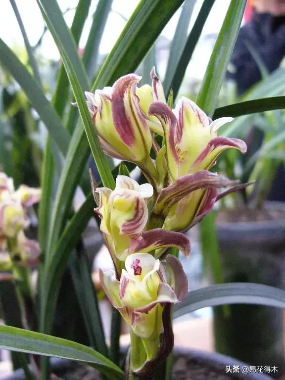 春兰春剑送春莲瓣兰蕙兰怎么分别,蕙兰春兰春剑莲瓣兰对光照的要求