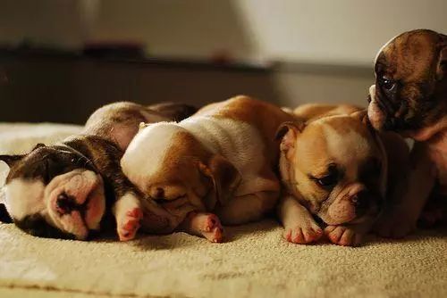 怎样训练狗狗不在家乱拉乱尿,狗狗一岁了还到处乱尿怎么办