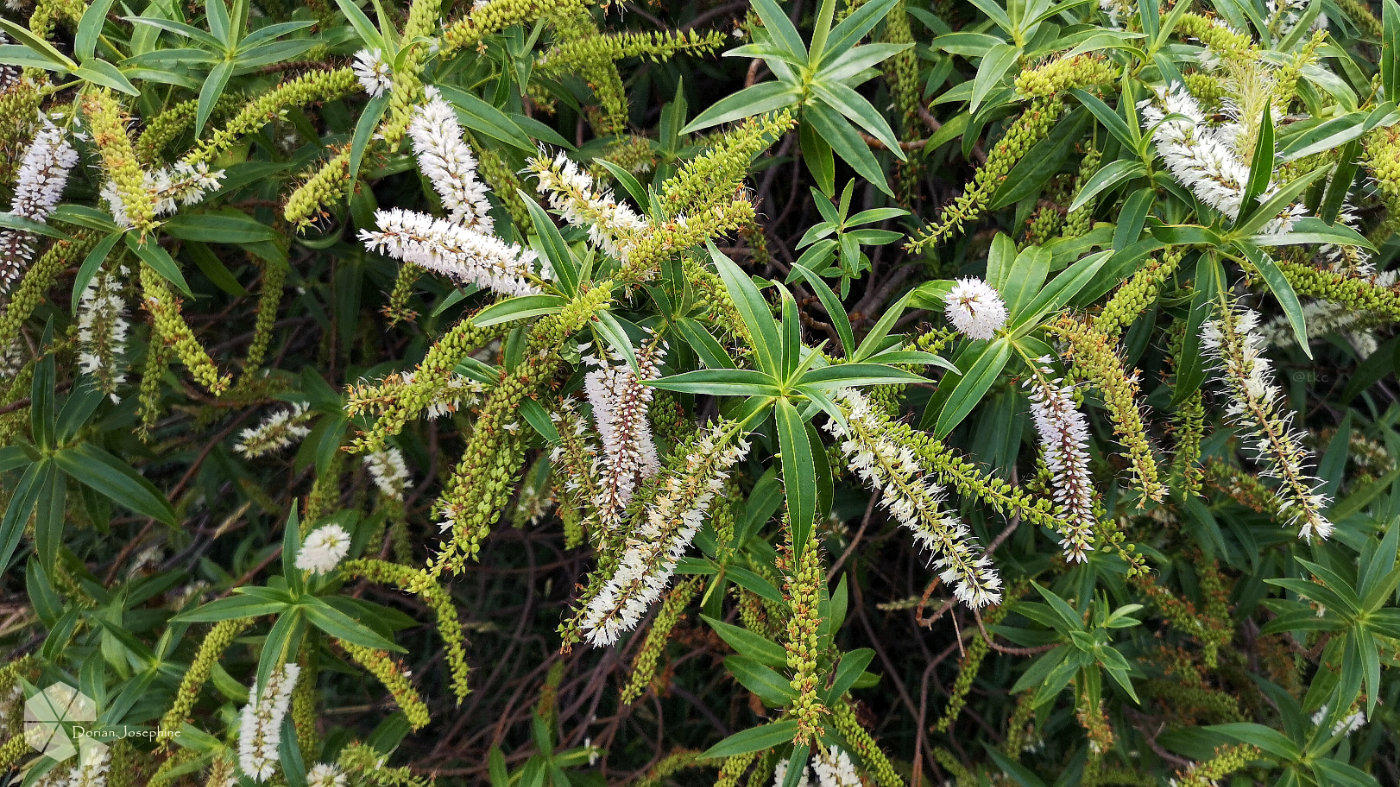 新西兰南岛一日游,新西兰南岛旅游地图