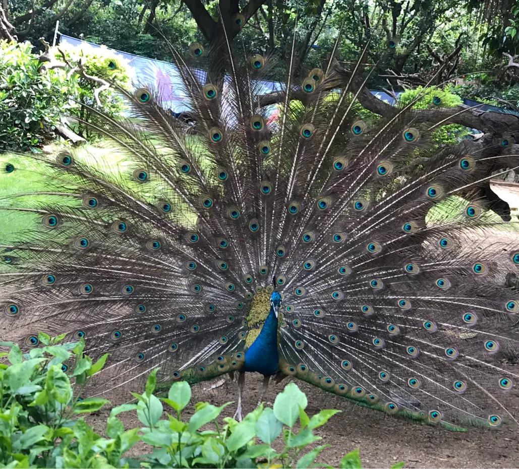长隆飞鸟乐园拍鸟攻略,广州长隆飞鸟乐园可以摸哪些鸟