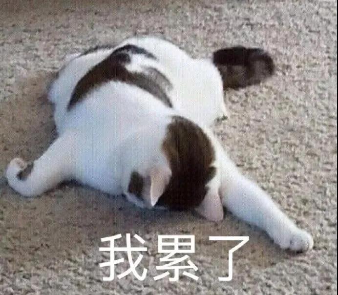 猫咪抽搐有可能是细菌导致的吗,猫咪抽搐的原因及治疗方法是什么