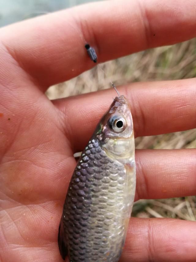 钓鱼专钓小鱼,世界钓鱼之旅钓大鱼