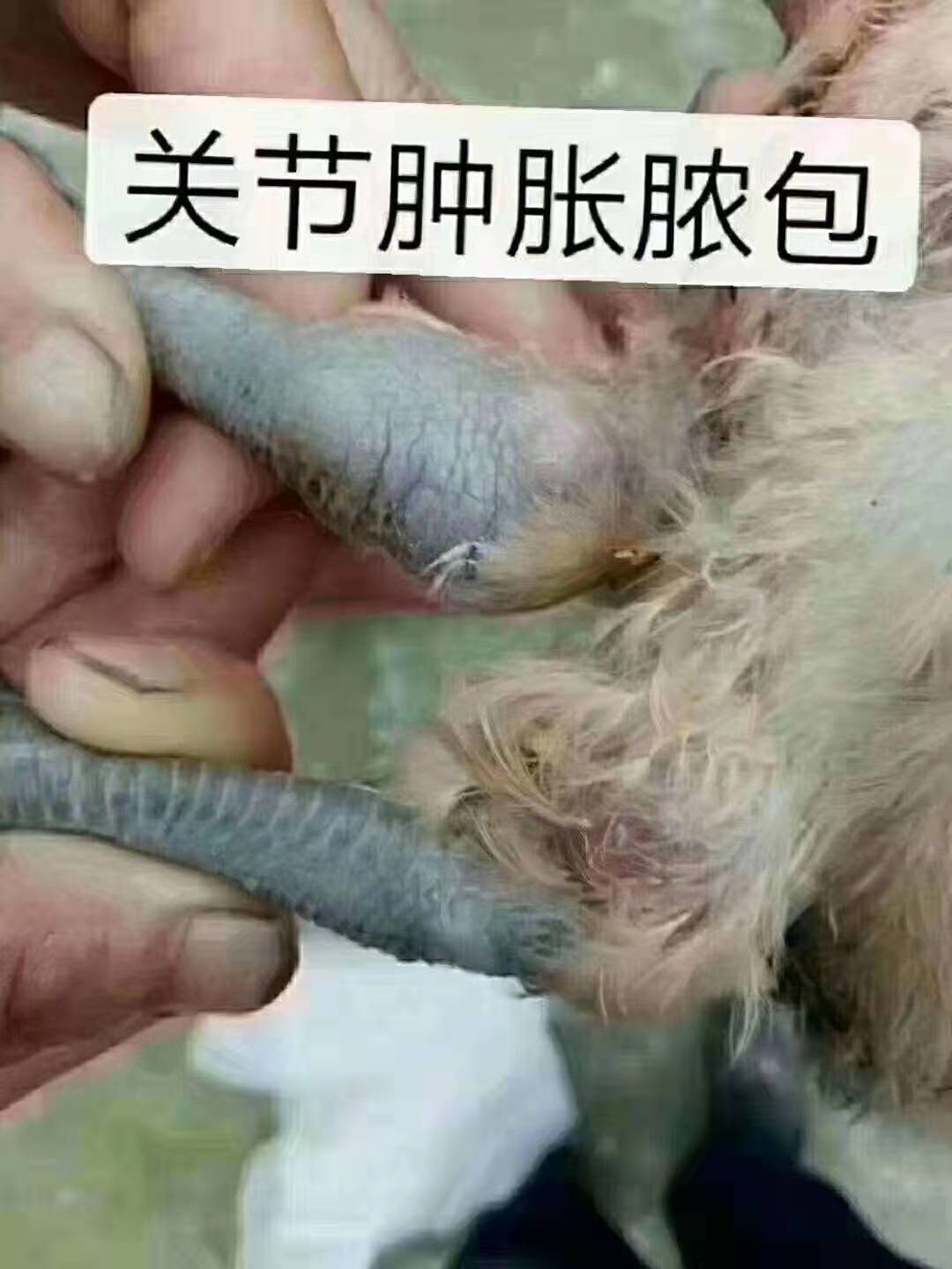 滑液囊支原一招解决,从此没烦恼