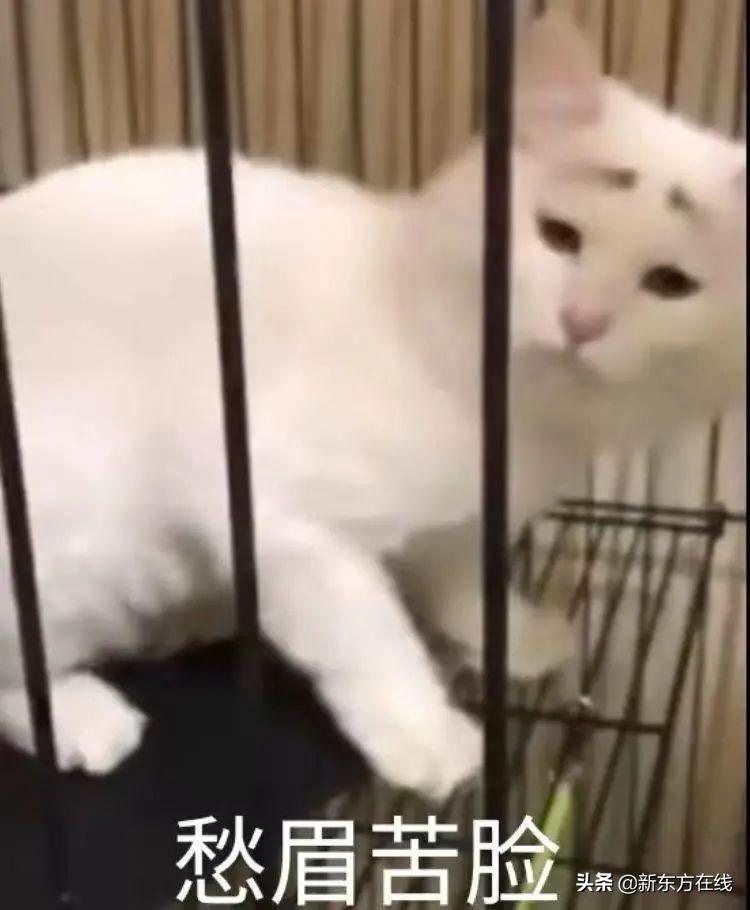 四六级没过影响正常大学毕业吗,四六级没过对医学考研有影响吗