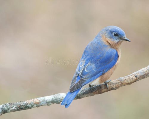上帝和知更鸟,知更鸟为什么叫上帝之鸟