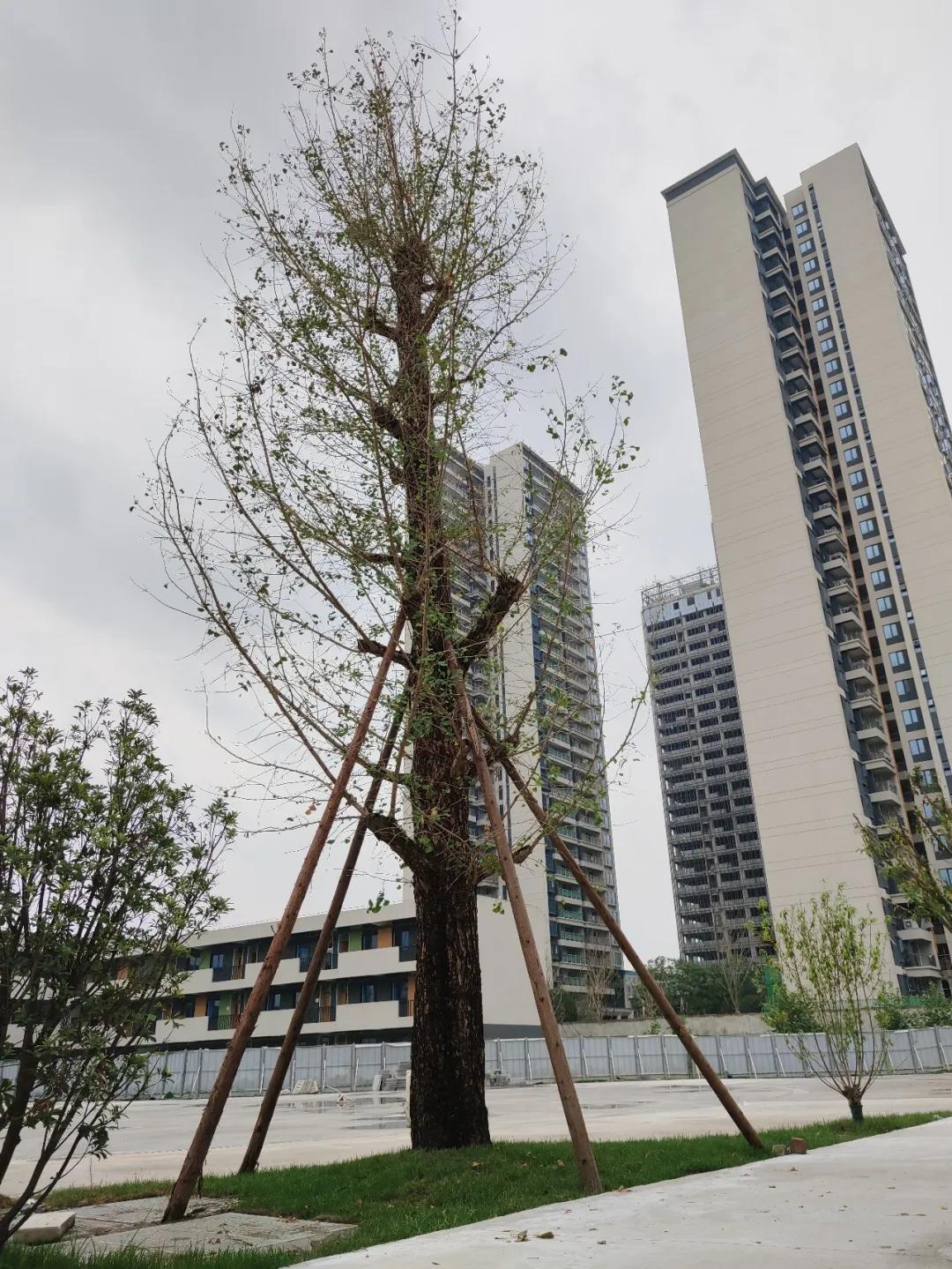 美呆~金牛又一小学校，改扩建完成！