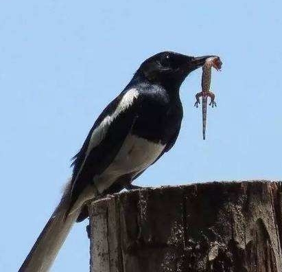 喜鹊吃麻雀幼鸟,喜鹊成灾攻击老鹰圈养麻雀