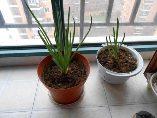 冬天养花用营养液吗,冬天养花养哪些植物好