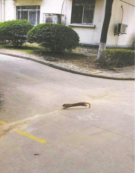 黄鼠狼为什么叫做黄大仙科学原理,老祖宗为什么说黄鼠狼不能抓