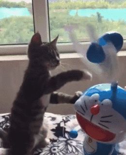 猫咪中暑四大症状预防中暑小妙招,夏天热怎么防止猫咪中暑