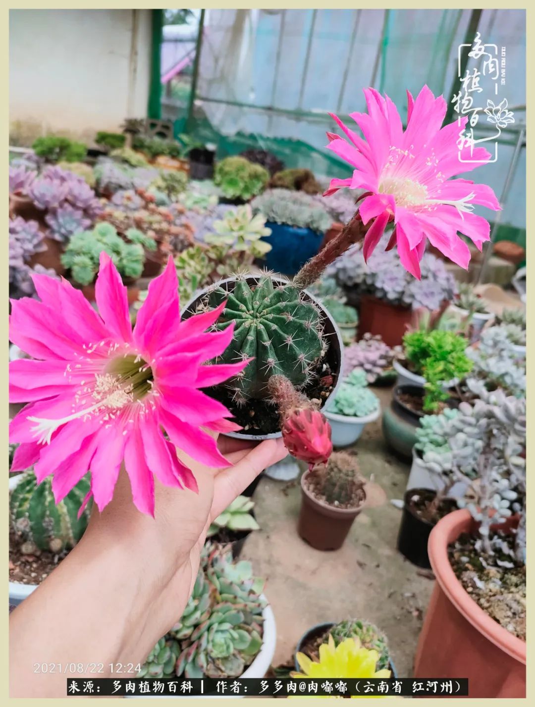 这个春天我们一起去赏花,这个季节我们一起去看花