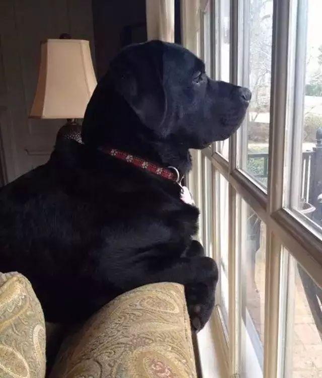 狗狗独自在家能待5天会怎样,每次狗狗自己在家都在想些什么呢