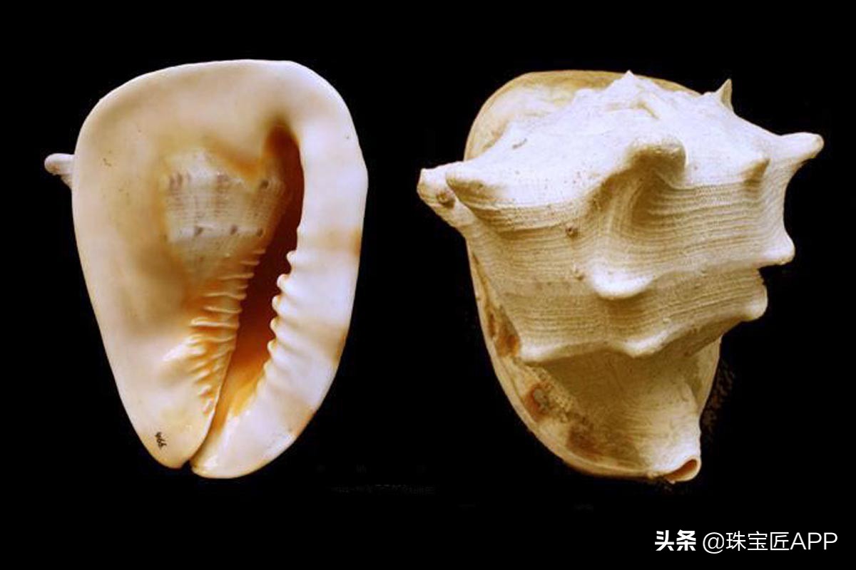 什么贝壳可以做成珠子,什么贝壳可以磨珠子