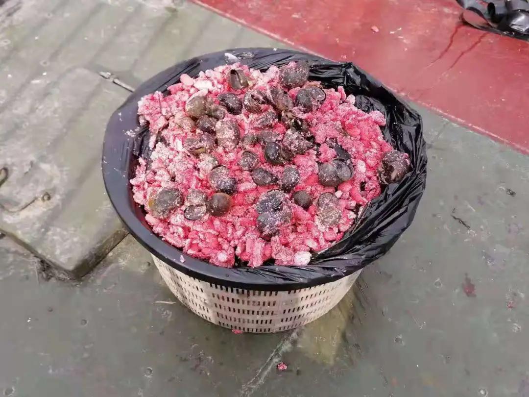 刚抓回来的螺真的不能马上吃,这些螺千万别吃了