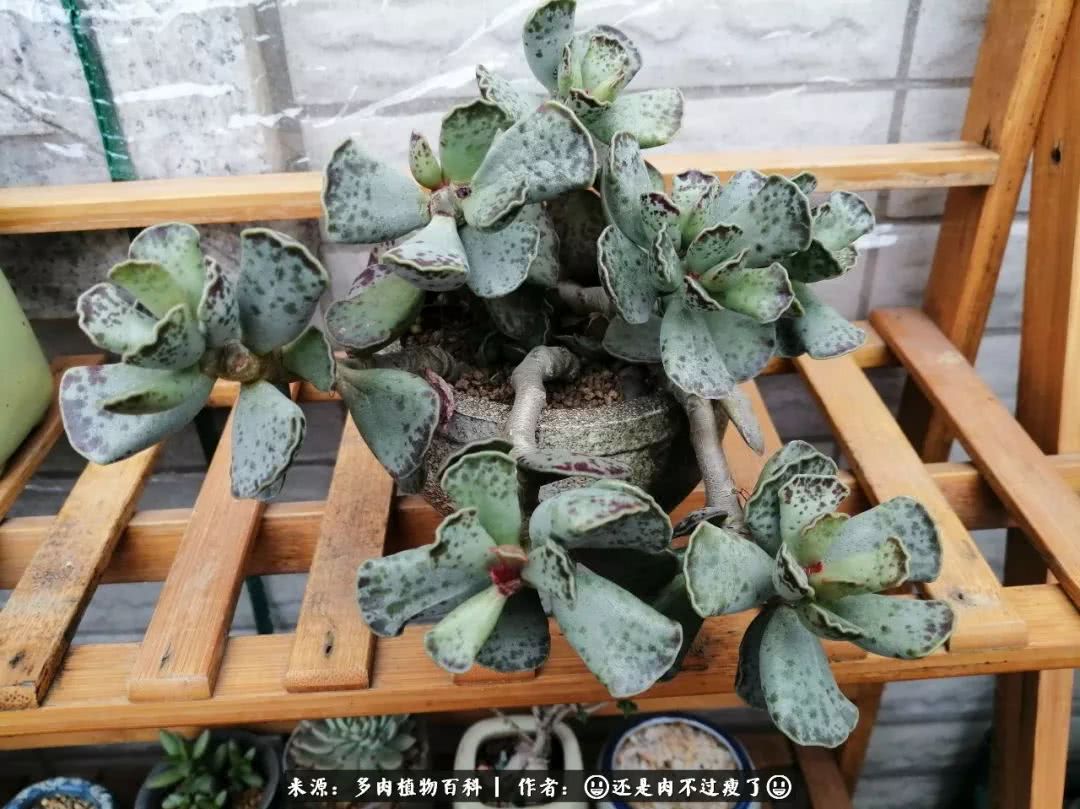 日照弘一法师,日照法师请师父