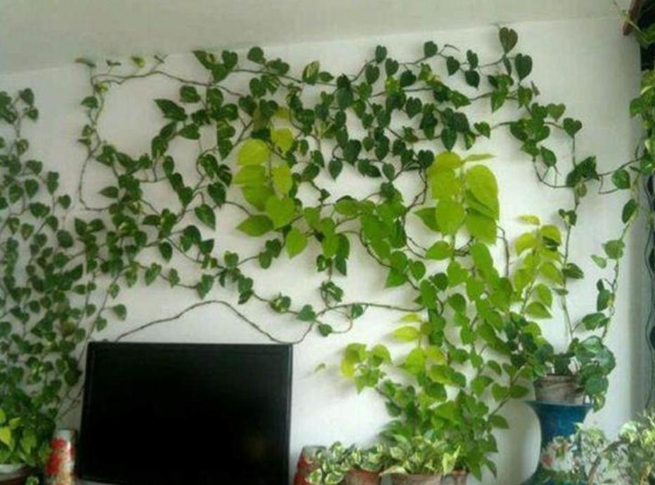 用这种“特效水”养绿萝吊兰，叶片绿油油，新芽蹭蹭长，不黄叶