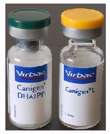 如何给猫打针教程,怎么给猫打针最简单