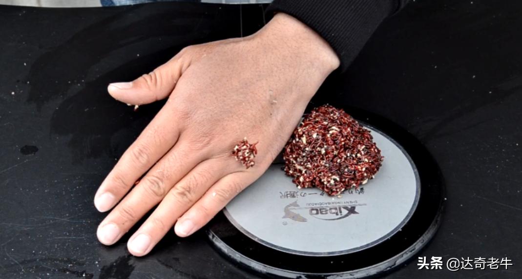 自制红虫蚯蚓拉饵视频,自制红虫伴侣