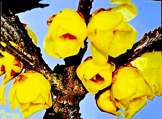 腊梅迎春绽放满园幽香扑鼻,腊梅花香清香扑鼻