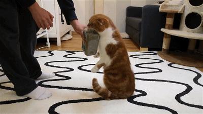 猫薄荷为什么会让猫神魂颠倒,猫薄荷到底有多吸引猫