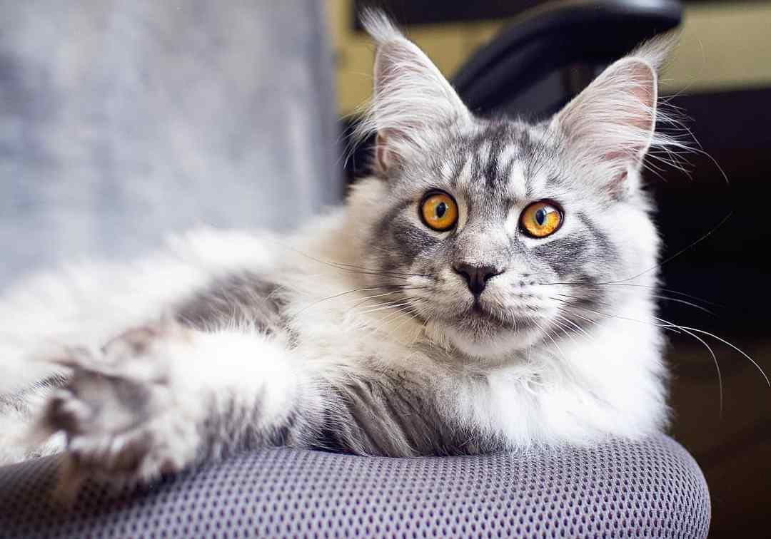 猫咪食欲不振是什么原因,猫咪食欲不振最佳解决方法