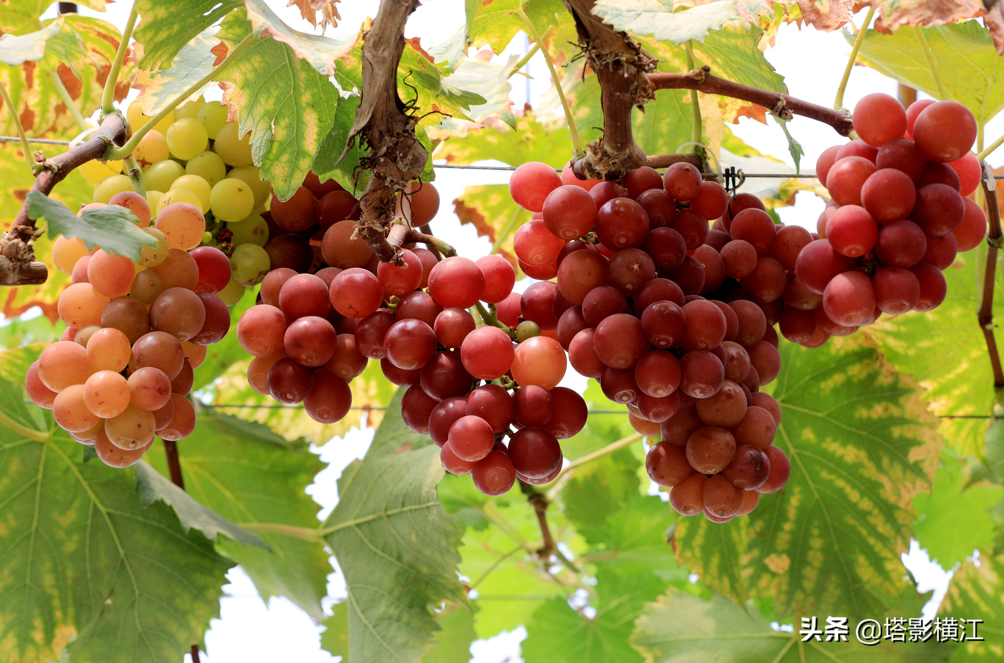宿松县洲头乡产业园,宿松洲头农业产业园区