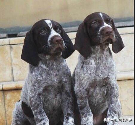 波音达犬详细资料,最好的波音达狩猎犬视频