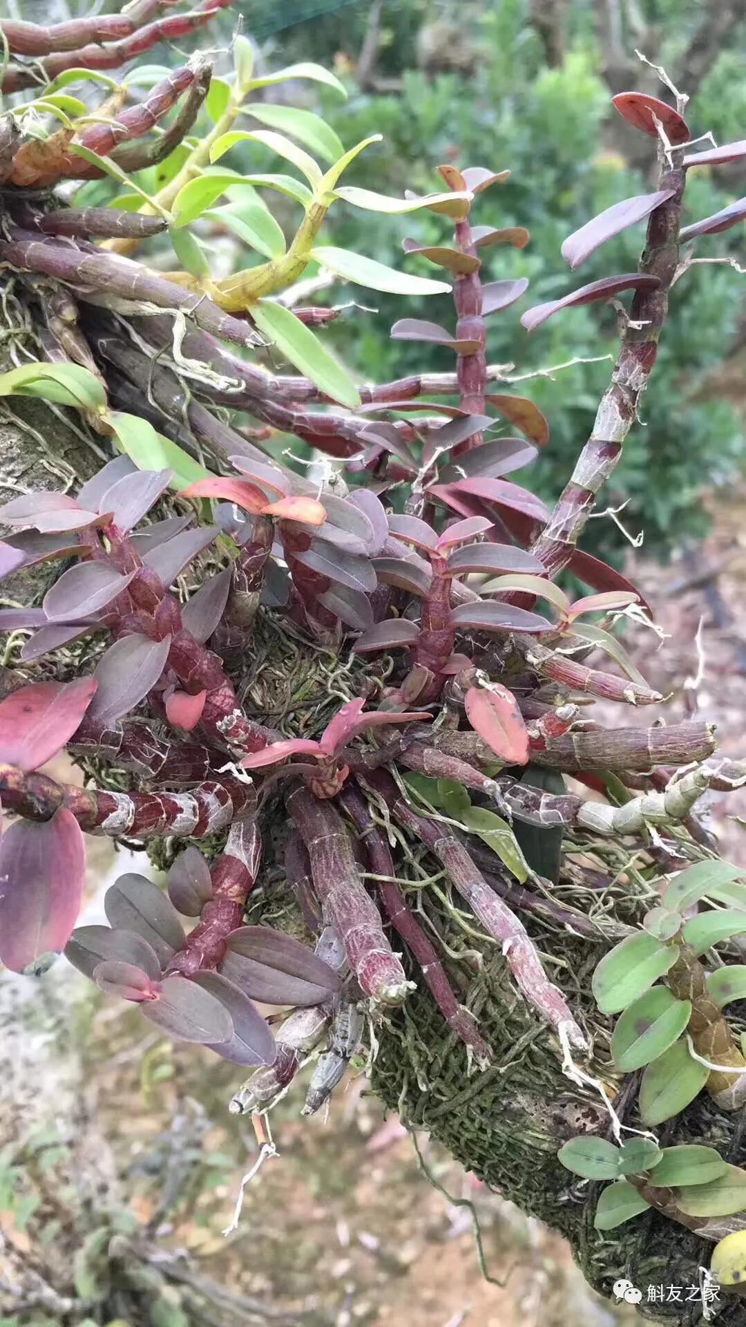 石斛兰烂头如何抢救,石斛兰花苞枯萎怎么救活