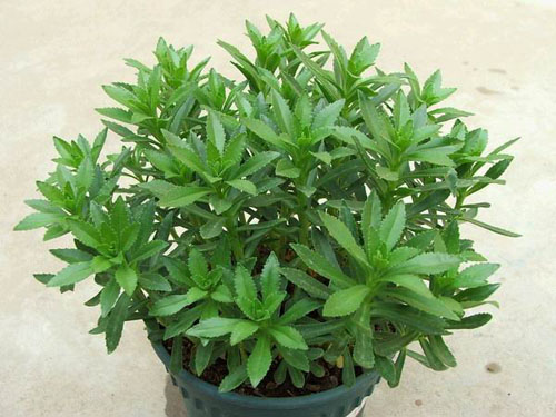 以前老人都知道它是“救心菜”，如今认识的人不多，可惜了