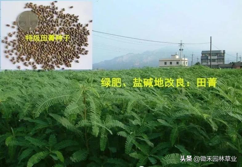 适合盐碱地的植物有哪些,绿化草耐旱品种