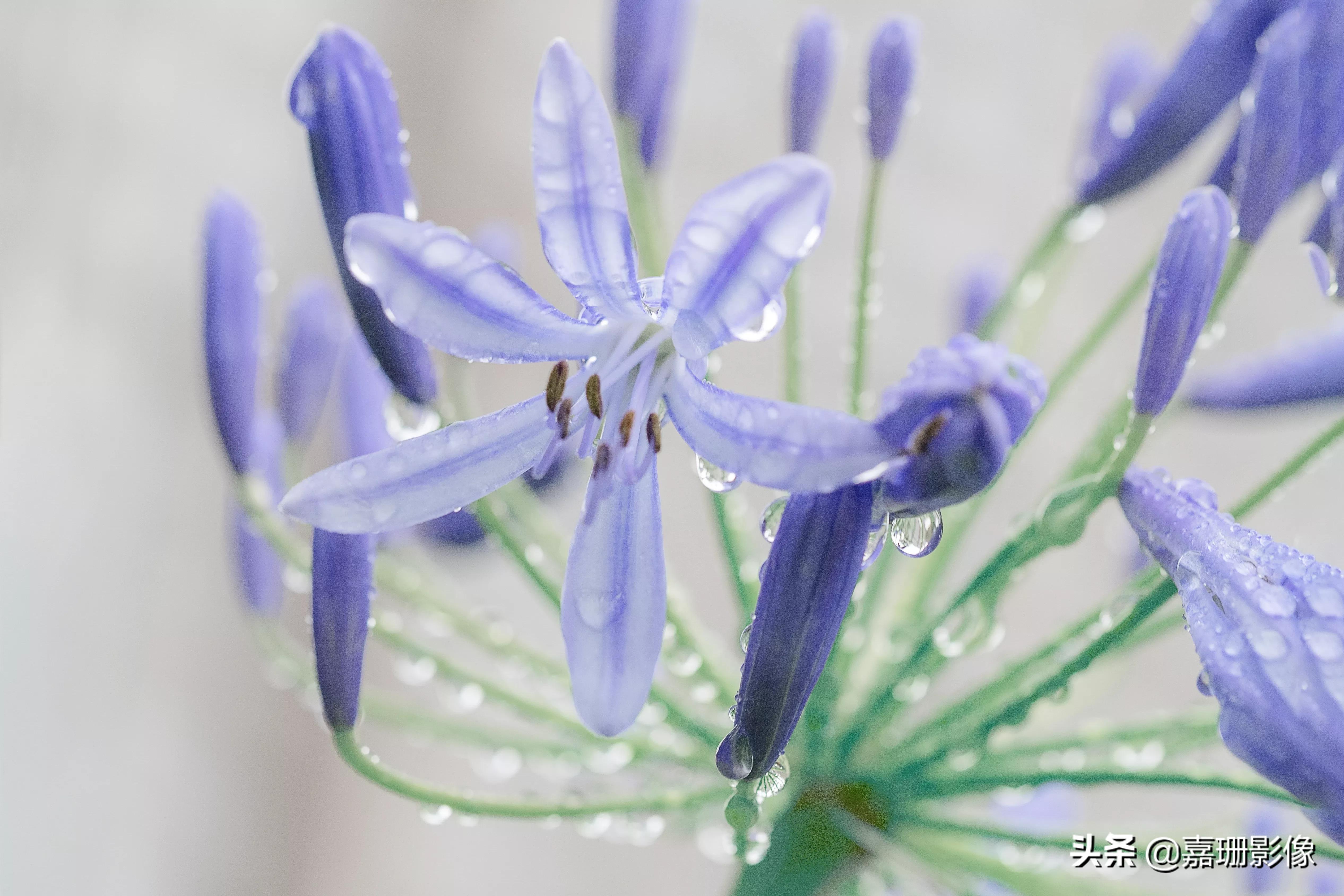 看看花容,听听花语2020年我镜头里的百种花卉