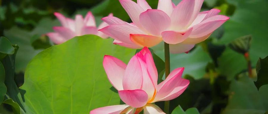 厦门看荷花哪里好,厦门荷花观赏地