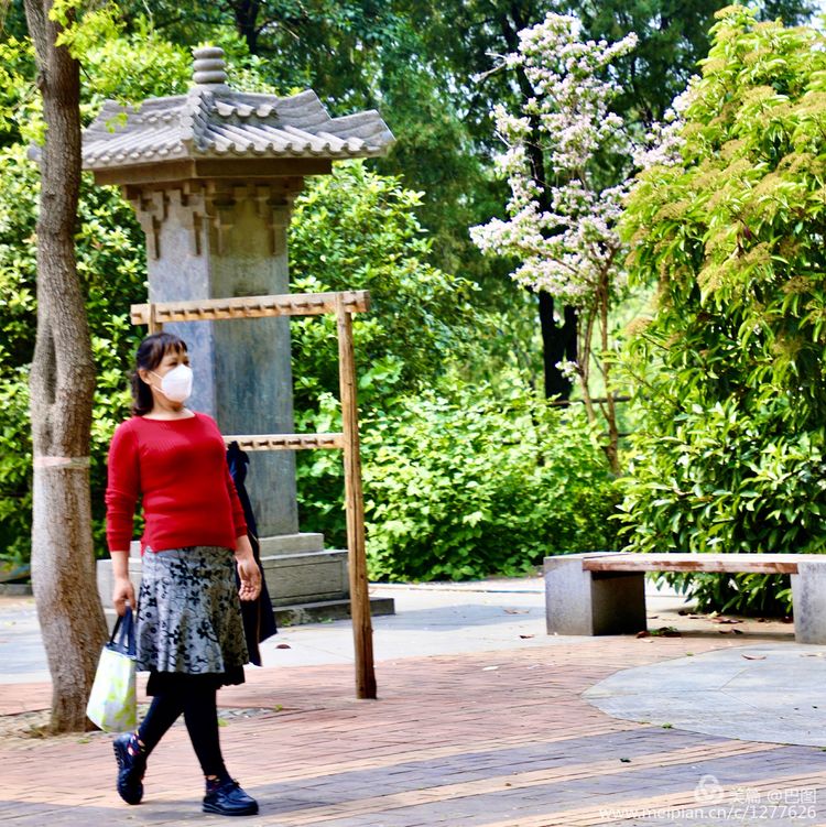 看洛阳牡丹花卉节,洛阳古都牡丹花展