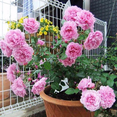 99棵月季,最值得入手的玫瑰月季