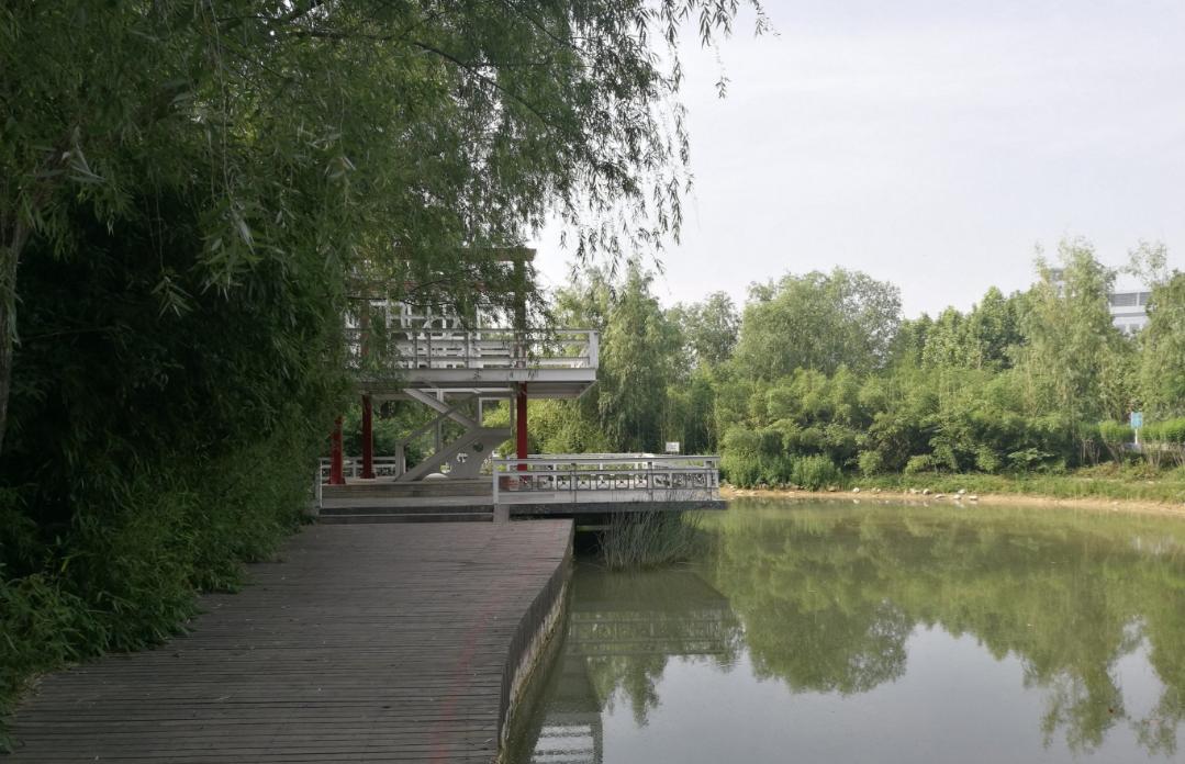 映日荷花别样红湖中美景,莲叶无穷碧映日荷花别样红美景