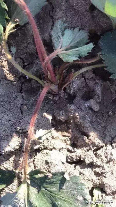 定植前秧苗起苗方法,定植后苗打蔫怎么办