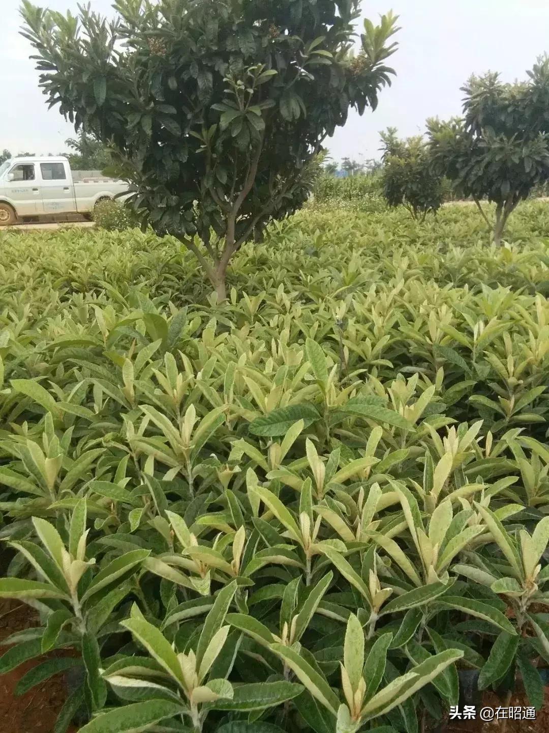 昭通陈正荣：栽上“致富苗”，点燃2000户村民脱贫希望！