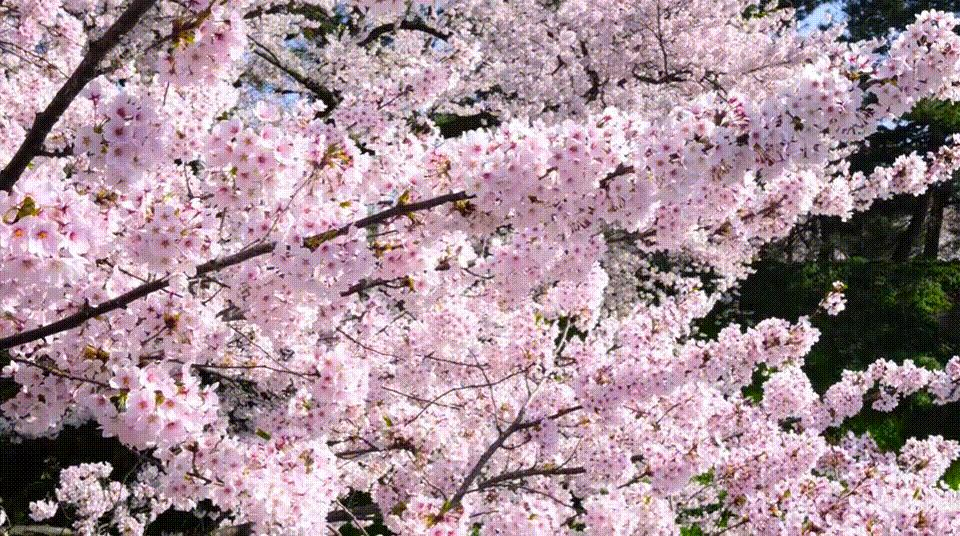 日本旅游攻略自由行准备什么,日本自由行详细路线