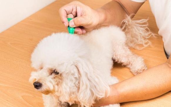 狗狗体外驱虫主要驱什么虫,狗狗体内驱虫后还是有虫怎么办