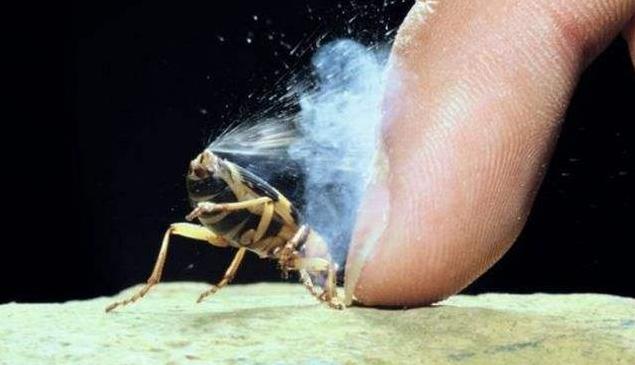 为什么射出100℃高温的屁水，放屁虫自己却没事？西瓜视频科普