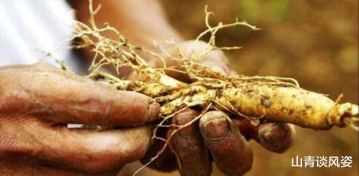 千年人参是怎么跑的,千年人参会跑吗