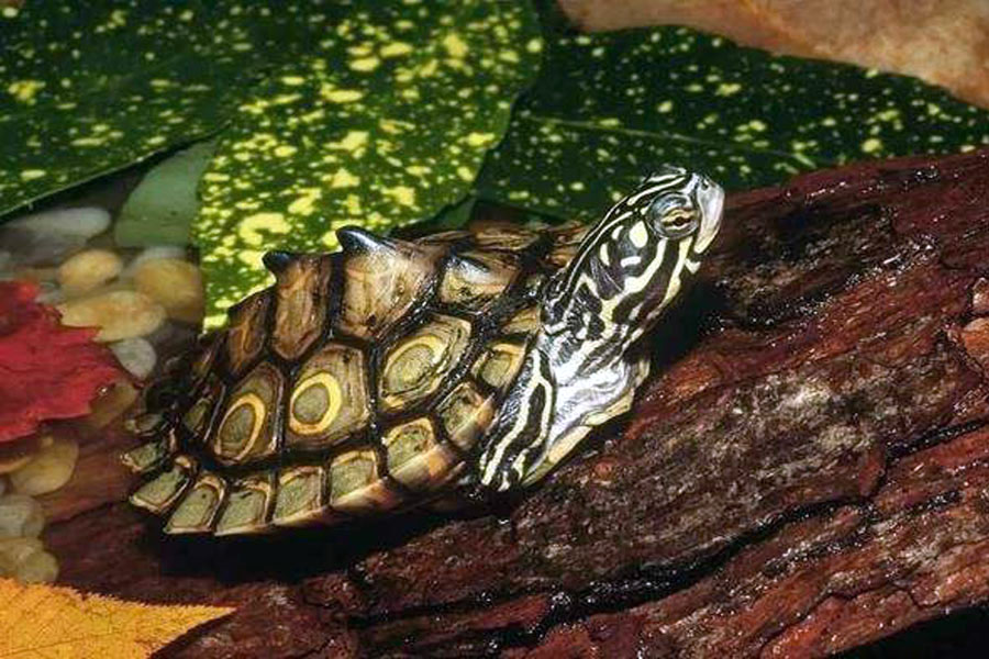 宠物乌龟的饲养方法大全图解,野生乌龟家养的正确喂养方法