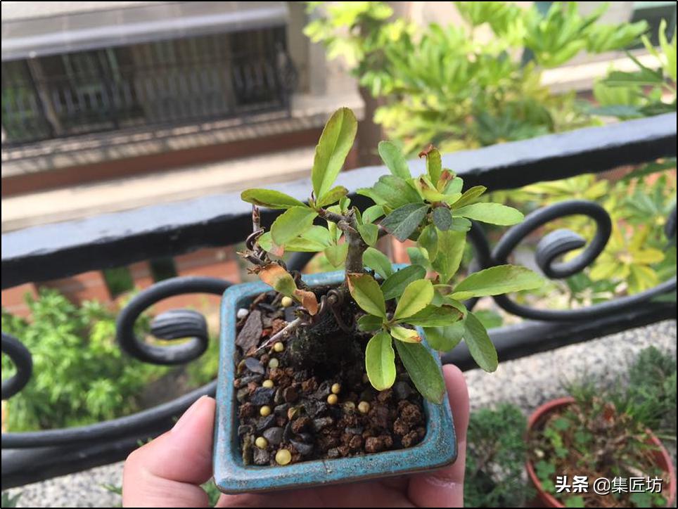 盆景没浇水枯萎了怎么救活,盆景枯萎需要及时修剪吗