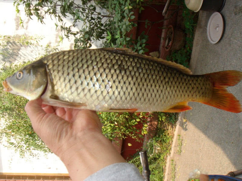 钓鱼人的困惑,这种健鲤和平常鲤鱼不一样吗?