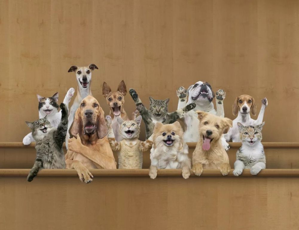 犬猫适口性问题,犬食欲差