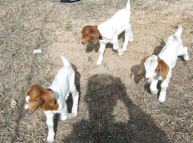 个人养羊创业计划书,养羊创业致富的项目