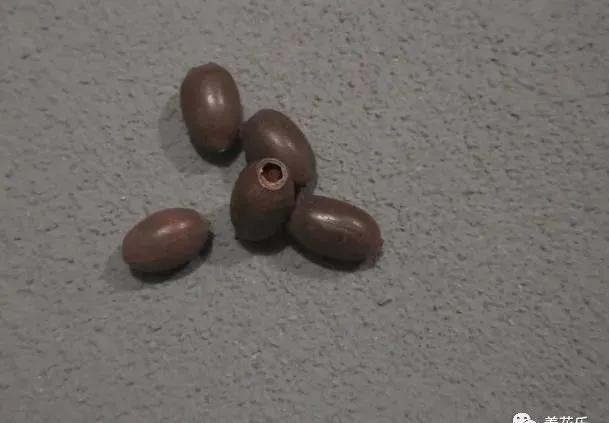 碗莲种子栽种一年没开花,碗莲种子光在水里不放土能开花吗